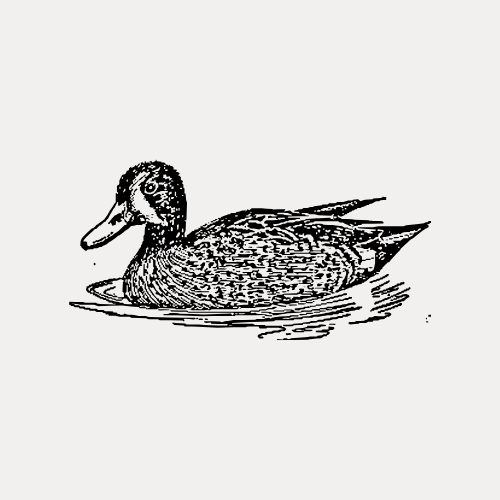 Black Duck